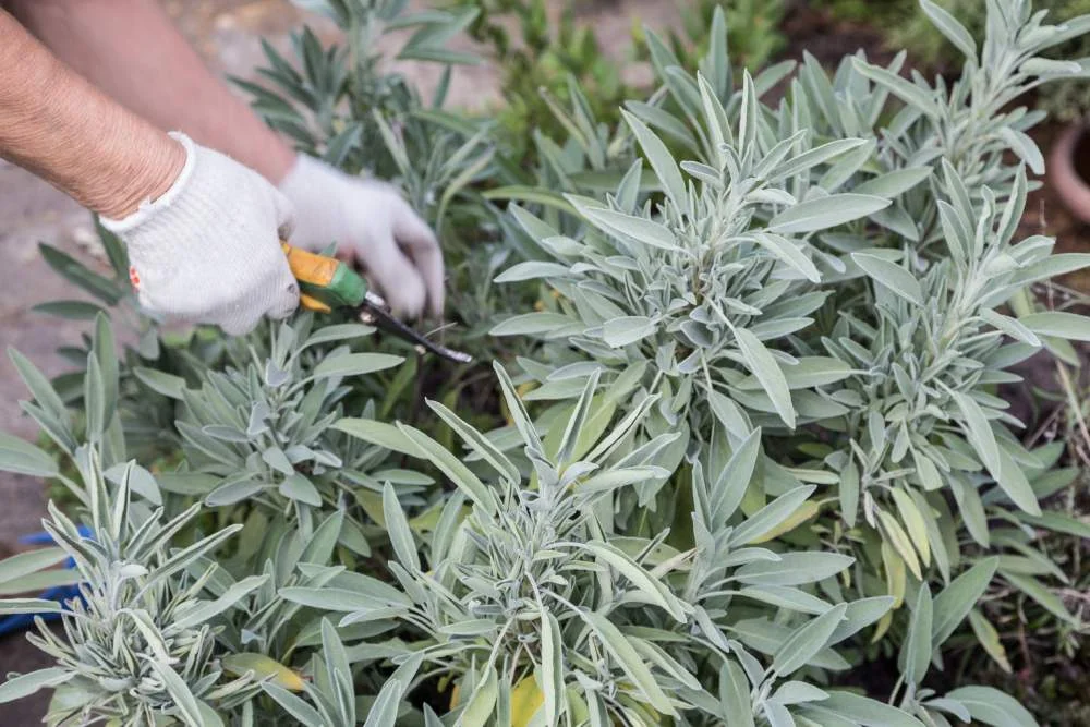 Eine Person mit Handschuhen schneidet Salbei mit einer Gartenschere.